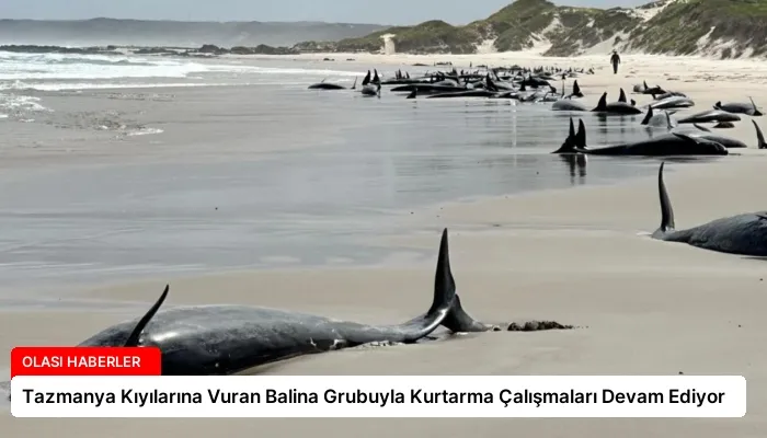 Tazmanya Kıyılarına Vuran Balina Grubuyla Kurtarma Çalışmaları Devam Ediyor