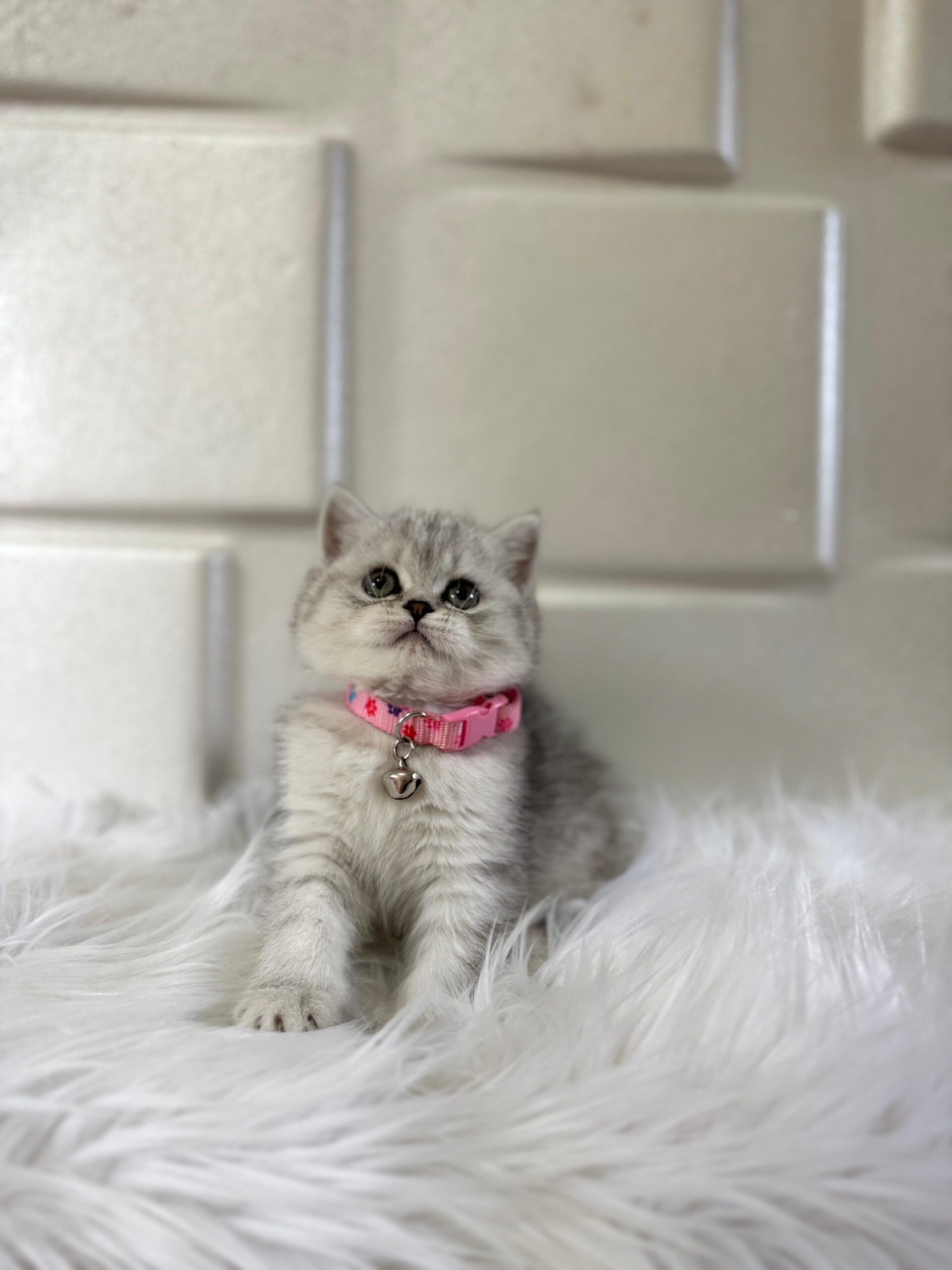 Neden Golden British Shorthair Almalısınız?