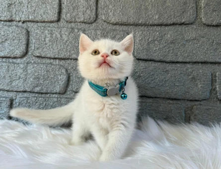 British Shorthair Irkını Yakından Tanıyın