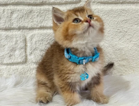 Yavru Kedi Sahiplenme Rehberiyle Yeni Dostunuzu Bulun